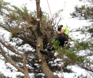 Affordable Tree Services in Belgrave for Safe and Efficient Results